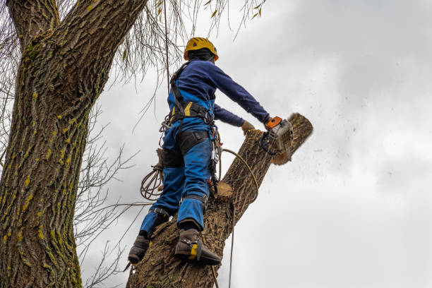 Why Choose Our Tree Removal Services in Penn Estates, PA?