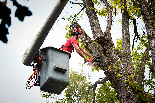 Best Tree Removal Service  in Penn Estates, PA